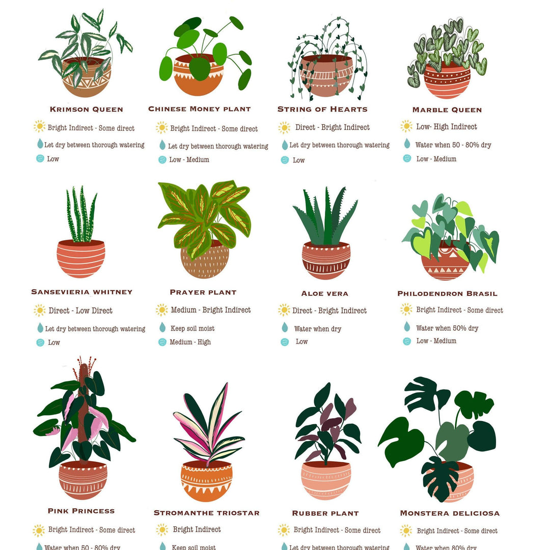 house plant dichotomous key House plant Guide – Nabeela Rumi