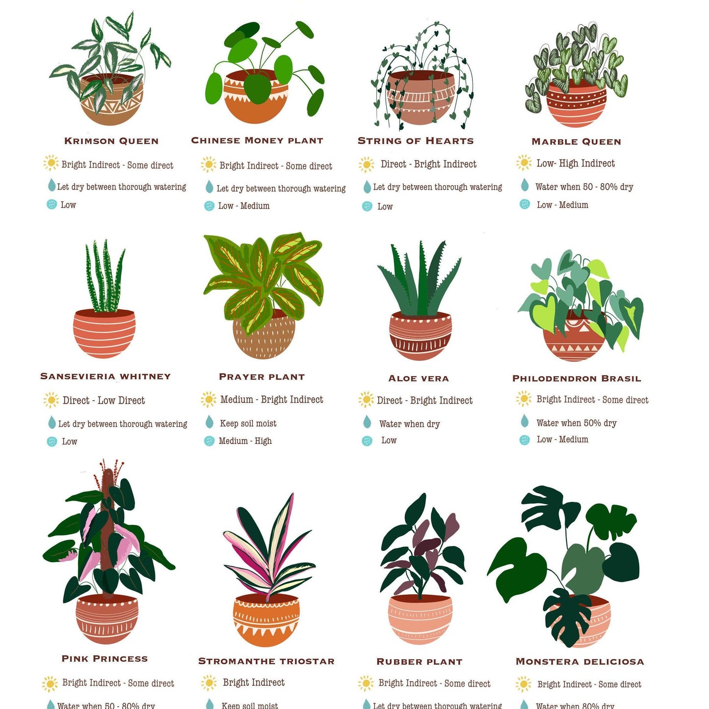 House plant Guide - Nabeela Rumi