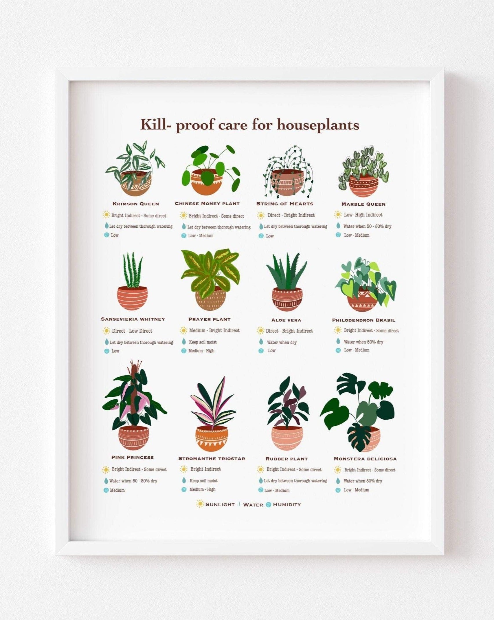 House plant Guide - Nabeela Rumi