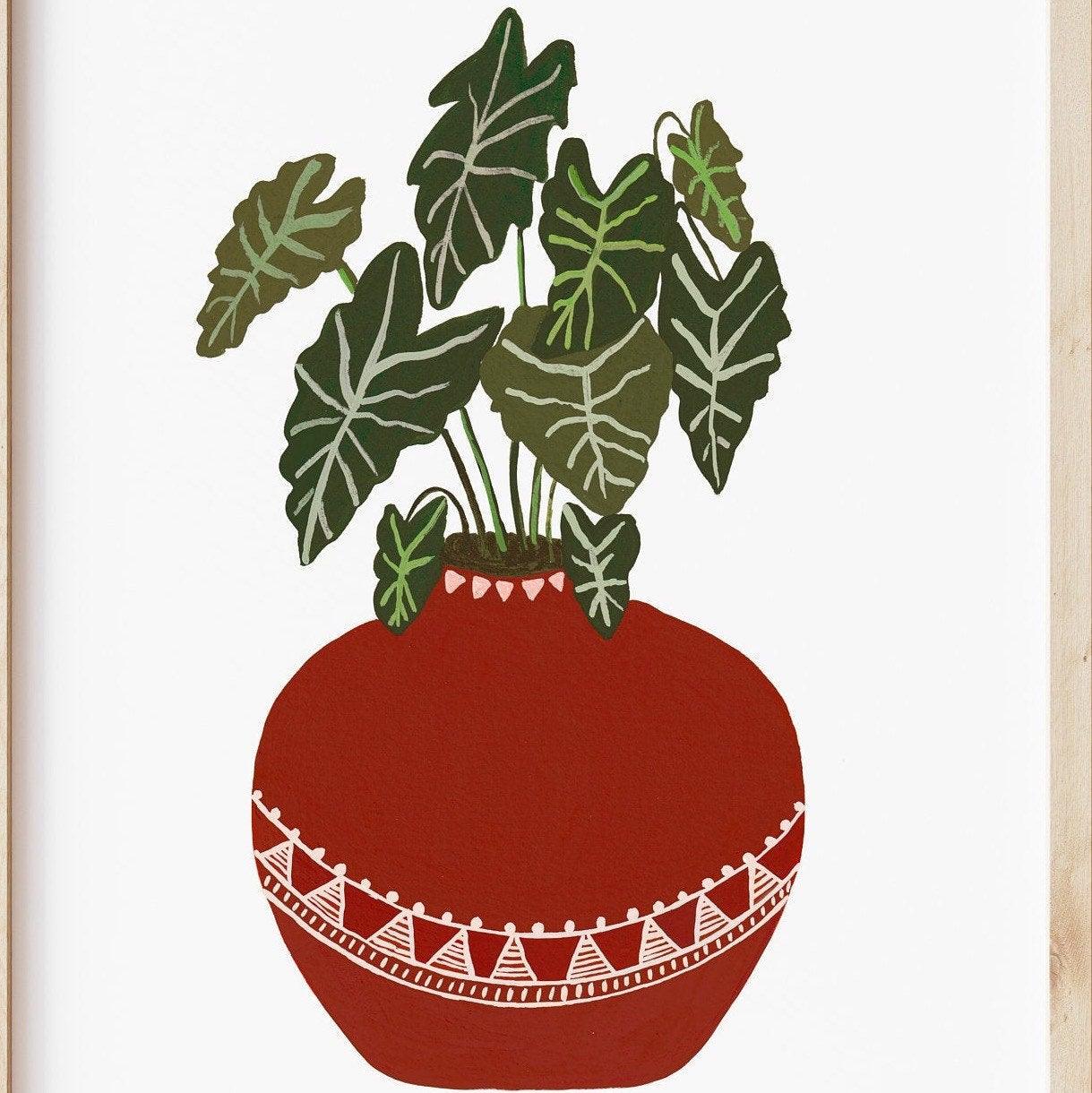Alocasia in Terracotta pot - Nabeela Rumi