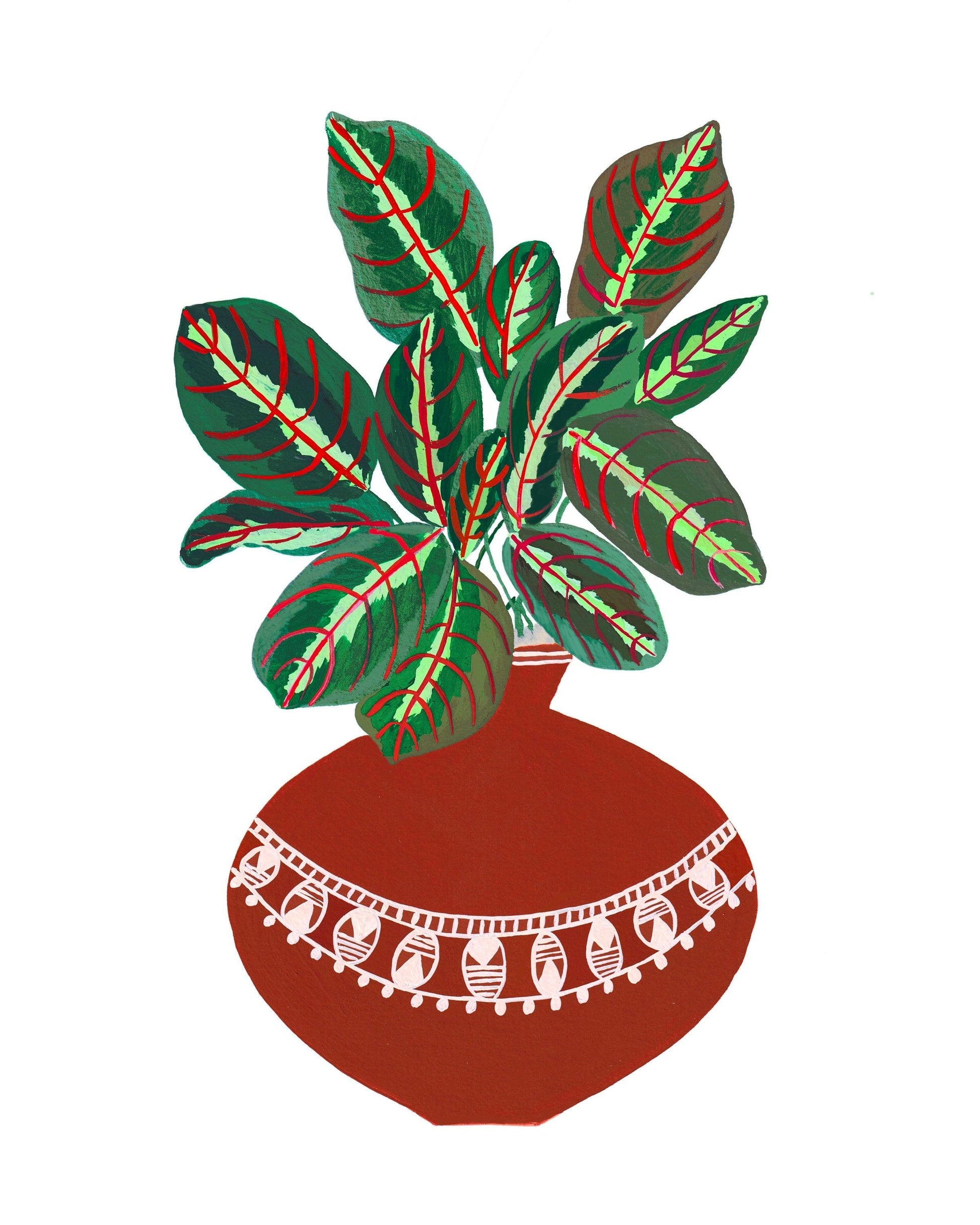 Prayer Plant in Terracotta pot - Nabeela Rumi