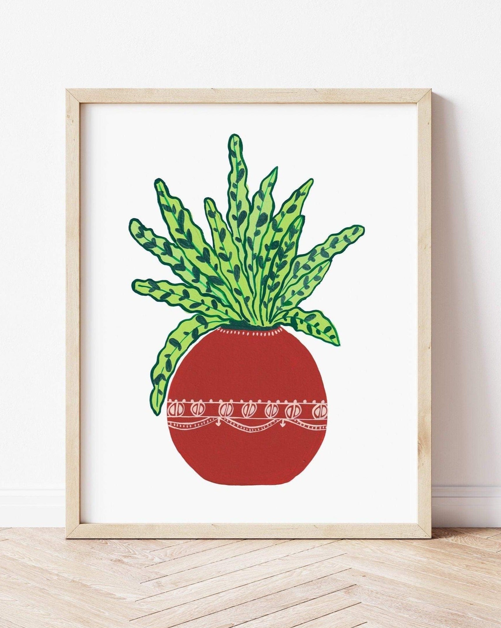 Rattle snake plant in terracotta pot - Nabeela Rumi