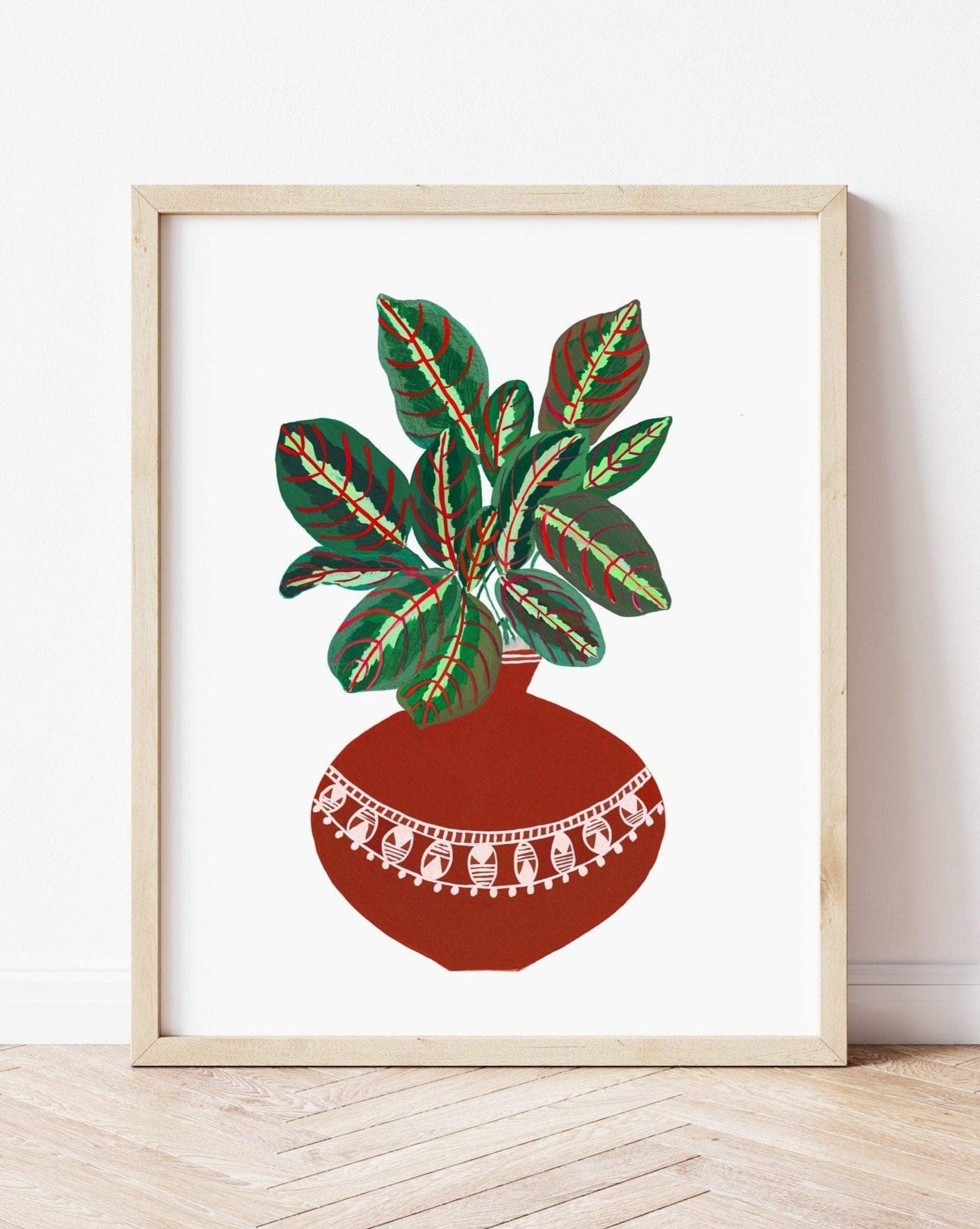 Prayer Plant in Terracotta pot - Nabeela Rumi