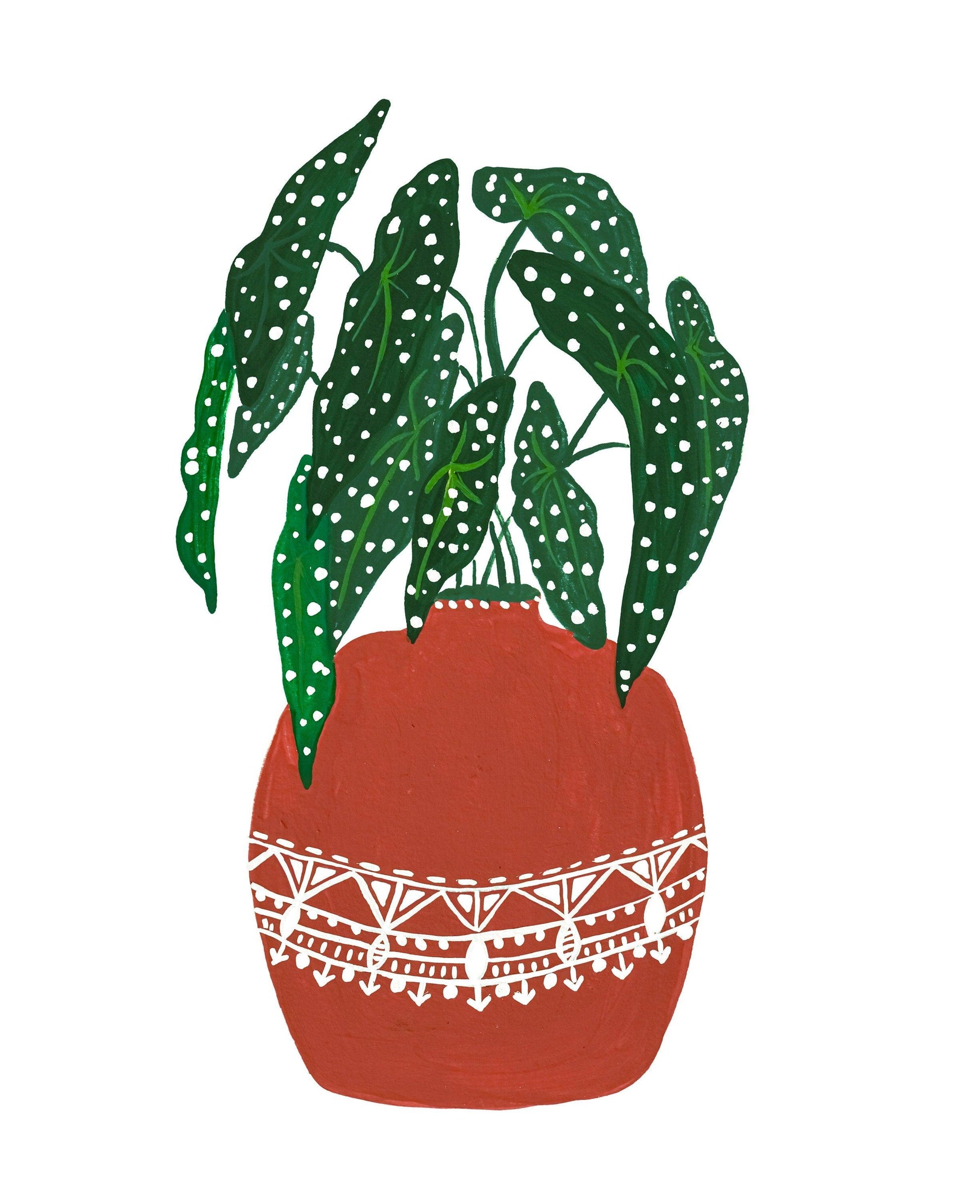 Begonia Maculata in Terracotta pot - Nabeela Rumi
