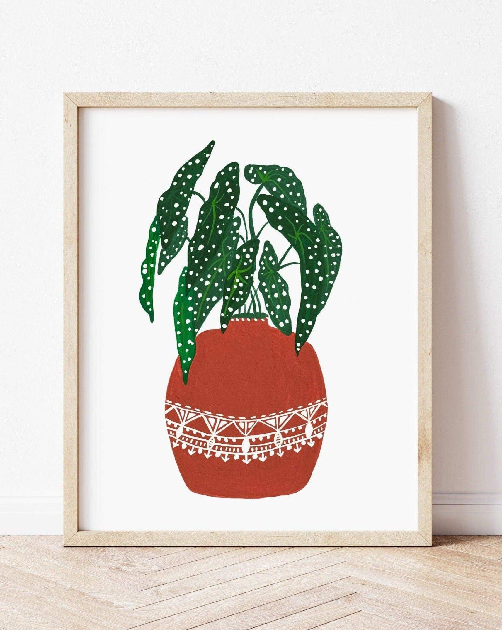 Begonia Maculata in Terracotta pot - Nabeela Rumi