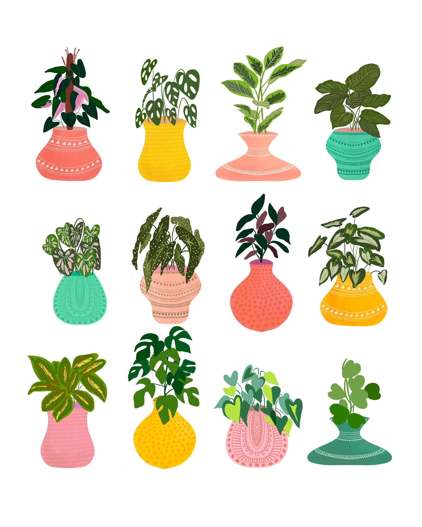 Colorful house plants - Nabeela Rumi