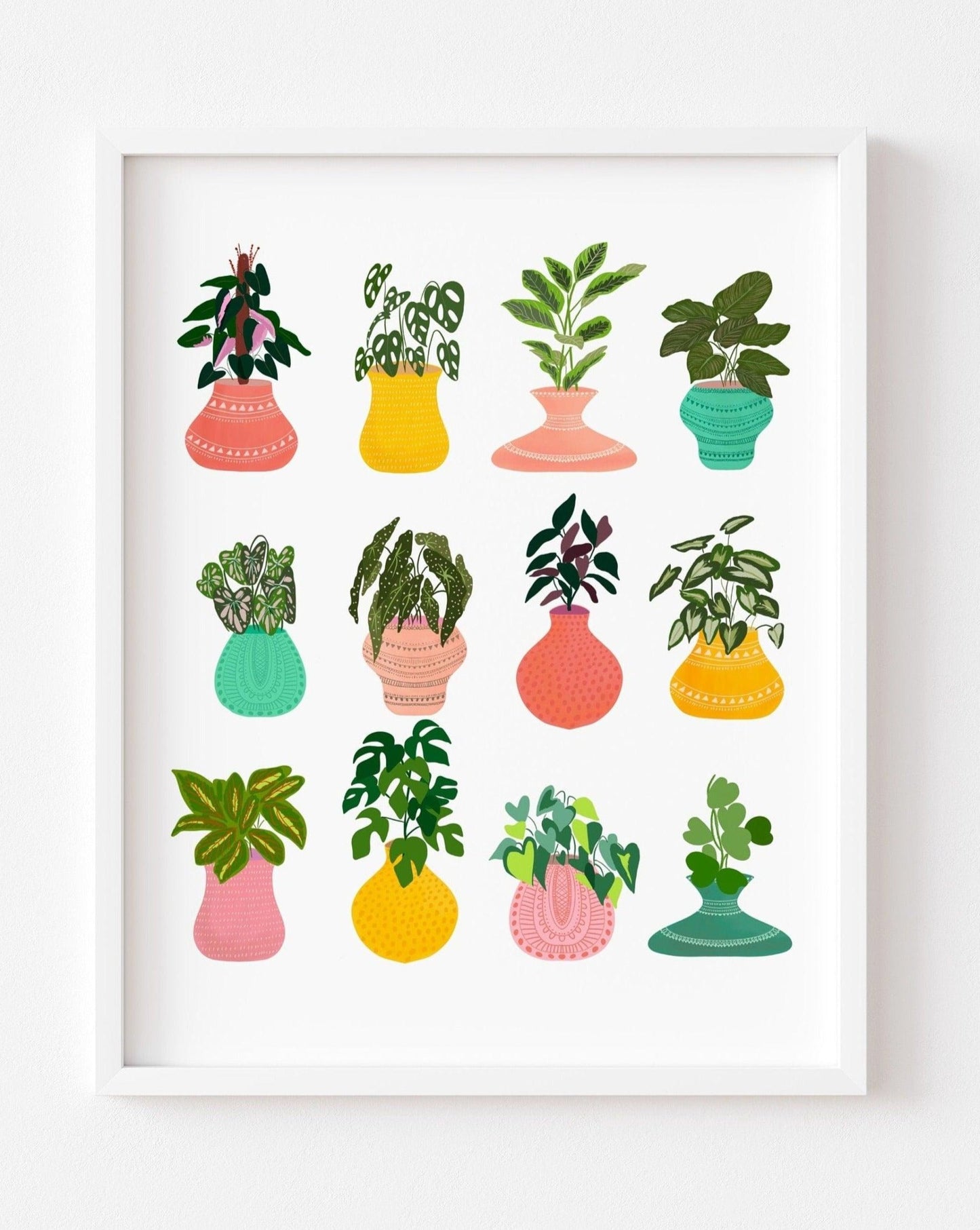 Colorful house plants - Nabeela Rumi