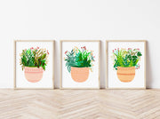 Peach pots - Set of 3 - Nabeela Rumi